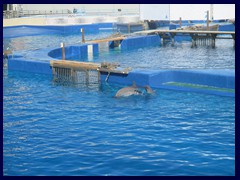 L'Oceanogràfic Oceanarium 116